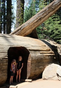 Vi lærte, at træerne man kan køre igennem (endnu en ting specielt Laura havde håbet på) er privatejede Giant Redwoods - i statskovene skærer man ikke huller i levende træer, der er flere tusidende år gamle, da man gerne vil have, at de bliver endnu ældre... men de faldne træer er en anden sag.
